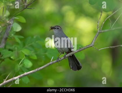 Oiseau-chat gris le jour de juin dans le nord du Wisconsin. Banque D'Images