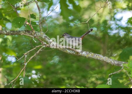 Oiseau-chat gris le jour de juin dans le nord du Wisconsin. Banque D'Images