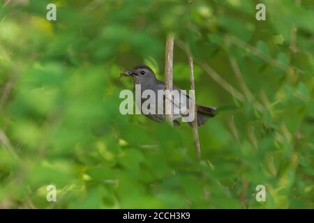 Oiseau-chat gris le jour de juin dans le nord du Wisconsin. Banque D'Images