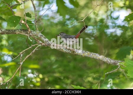 Oiseau-chat gris le jour de juin dans le nord du Wisconsin. Banque D'Images