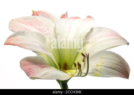 Une fleur d'Amaryllis (Amaryllidaceae) blanche et rose en fleur isolée un arrière-plan blanc Banque D'Images