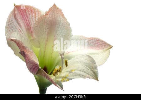 Une fleur d'Amaryllis (Amaryllidaceae) blanche et rose en fleur isolée un arrière-plan blanc Banque D'Images