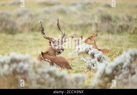 Gros plan d'un mâle et d'une femelle de montagne Nyala dans l'herbe, en Éthiopie. Banque D'Images