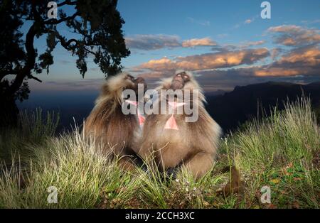 Gros plan de deux singes gelada (Theropithecus gelada) assis sur l'herbe et rêvant, parc national des montagnes Simien, Ethiopie. Banque D'Images