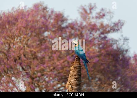 Gros plan d'une macaw bleu et jaune perchée dans un palmier contre l'arbre Jacarandas à l'arrière-plan, Pantanal Sud, Brésil. Banque D'Images