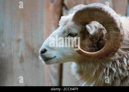 un gros plan d'un bélier avec sa corne puissante Banque D'Images