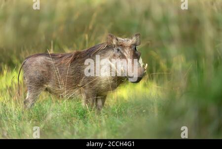 Gros plan d'un Warthog commun debout dans l'herbe, Ethiopie. Banque D'Images