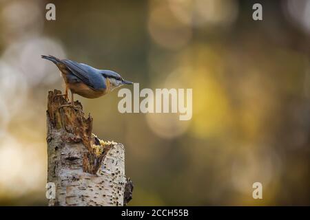 Nuthatch (Sitta europaea) oiseau unique sur un tronc d'arbre Banque D'Images