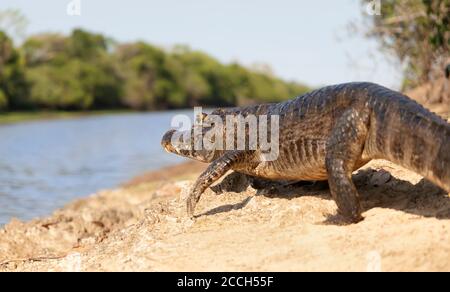 Close up d'un caiman yacare (Caiman yacare) sur une rive du fleuve, Sud Pantanal, Brésil. Banque D'Images