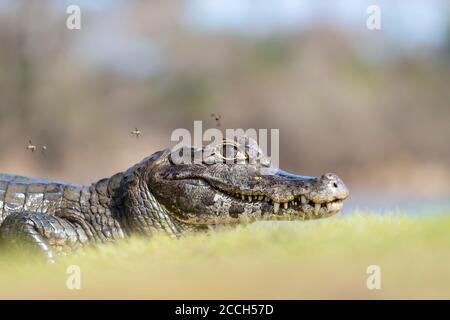 Portrait d'un Yacare caiman (Caiman yacare) sur une rive de la rivière, Pantanal Sud, Brésil. Banque D'Images