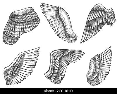 Ailes dessinées à la main. Dessiner l'aile d'oiseau ou d'ange avec des plumes, gravé différents symboles héraldiques pour tatouage ou emblème ensemble de vecteur vintage Illustration de Vecteur