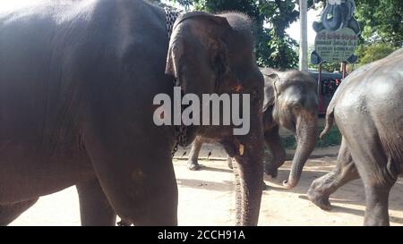 Éléphants à Dambulla Banque D'Images