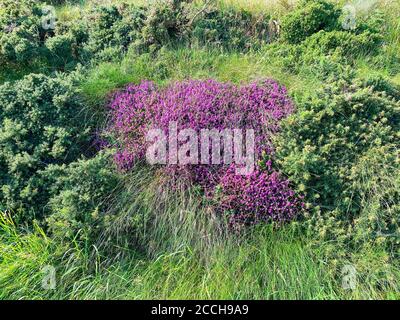 Belle floraison de bruyère au bord d'une ruelle de campagne dans l'île de Man, îles britanniques Banque D'Images