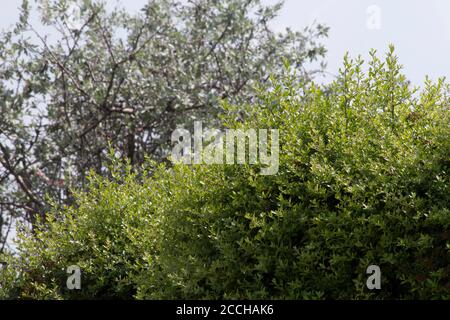 Arbre de pin et feuilles d'aiguille. Divers arbres dans la forêt et toutes les nuances de vert. Les arbres verts fournissent de l'oxygène à Ankara. Banque D'Images