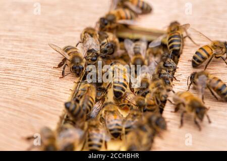 Gros plan d'un groupe d'abeilles, apis mellifera, sur une ruche en bois dans un jardin britannique Banque D'Images