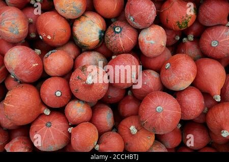 Un coup de tête de kuri rouge, une fleur de courge d'hiver orange vif de Curcurbita maxima et qui a des saveurs de châtaignes Banque D'Images