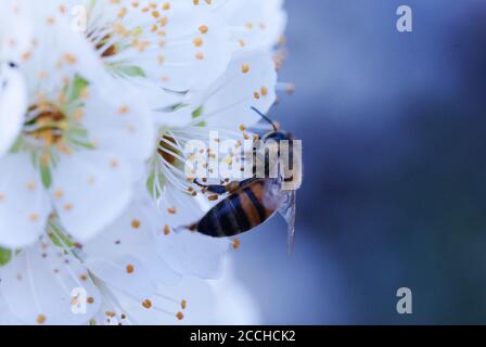 Miel abeille pollinisant arbre de Plum (Coccoloba diversifolia) floraison d'arbre Banque D'Images