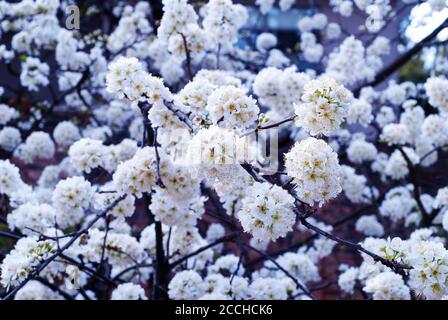 Plum Coccocooba diversifolia arbre floraison Banque D'Images