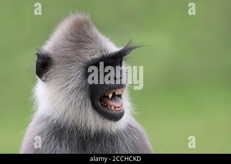 Langur gris touffeté (Semnopithecus priam) - Affichage de menace montrant les dents Banque D'Images