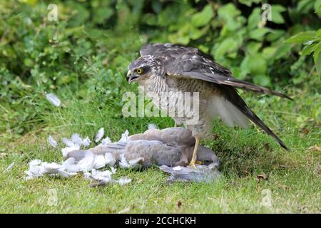 Femelle de Sparrowhawk (Accipiter nisus) avec une proie de la colombe à collet (Streptopelia decaocto) Banque D'Images