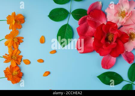 Fleurs de Rose et Cosmos et feuilles de rose vertes soigneusement posées sur un fond bleu. Banque D'Images