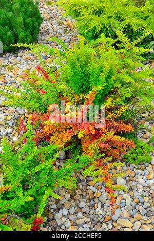 Cultivar Thunbergs barberry (Berberis thunbergii 'Powwow') dans un jardin rocheux. Arbustes d'ornement lumineux avec feuilles colorées. Jardinage ou aménagement paysager co Banque D'Images