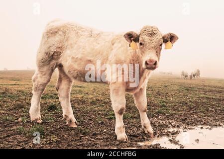 Vache blanche sur le pâturage dans le matin brouillard d'automne. Les vaches se broutent sur un pré d'automne. Élevage de bétail en République tchèque. Nom latin bos primigenius taur Banque D'Images