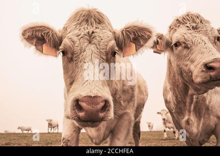 Vache blanche sur le pâturage dans le matin brouillard d'automne. Les vaches se broutent sur un pré d'automne. Élevage de bétail en République tchèque. Nom latin bos primigenius taur Banque D'Images