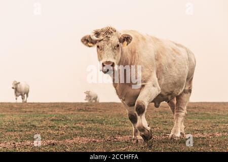 Vache blanche sur le pâturage dans le matin brouillard d'automne. Les vaches se broutent sur un pré d'automne. Élevage de bétail en République tchèque. Nom latin bos primigenius taur Banque D'Images