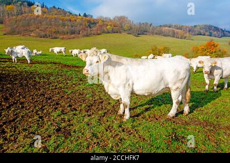 Vache blanche en pâturage un jour d'automne ensoleillé. Les vaches se broutent un matin d'automne. Élevage de bétail en République tchèque. Nom latin bos primigenius taurus. Banque D'Images