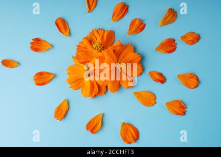 Trois bourgeons de fleur d'oranger de la fleur de Kosmeya et des pétales éparpillés autour d'eux, sur fond bleu Banque D'Images