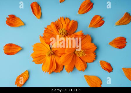 Trois bourgeons de fleur d'oranger de la fleur de Kosmeya et des pétales éparpillés autour d'eux, sur fond bleu Banque D'Images