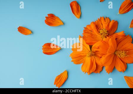 Trois bourgeons de fleur d'oranger de la fleur de Kosmeya et des pétales éparpillés autour d'eux, sur fond bleu Banque D'Images