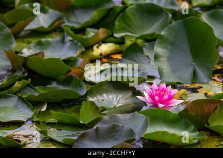 Gros plan d'une fleur rose fleur d'eau lys parmi feuilles vertes flottant dans un étang Banque D'Images