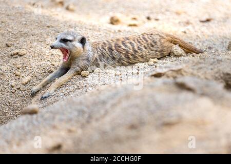 Gros plan d'un petit meerkat allongé sur le sol et aboyer ses dents en bâillant Banque D'Images