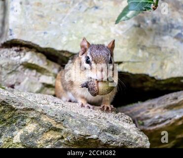 Chipmunk de l'est (Tamias striatus) avec le gland dans sa bouche. Banque D'Images