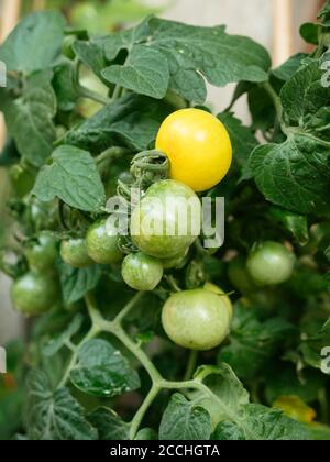 Lycopersicon esculentum 'Balconi Yellow' plante de tomate de brousse Banque D'Images