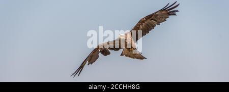 Cerf-volant noir et ailes dépolyées sous un bleu ciel Banque D'Images