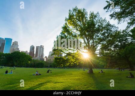 Le coucher du soleil de printemps illumine les arbres verts frais de Sheep Meadow Central Stationnement Banque D'Images