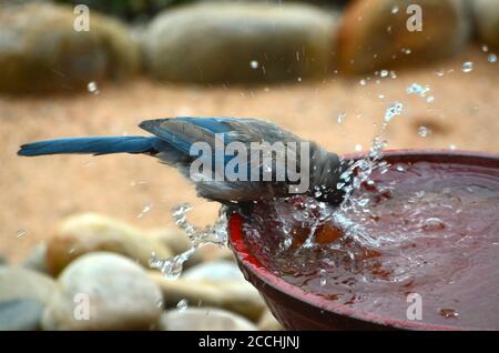 Un Scrub jay bénéficie d'un bain d'oiseau dans la cour dans le sud-ouest américain. Banque D'Images