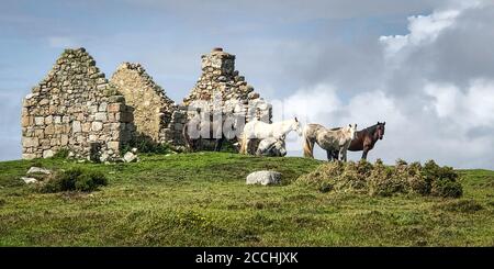 Ruines d'un ancien cottage irlandais avec des chevaux se reposant à côté il Banque D'Images