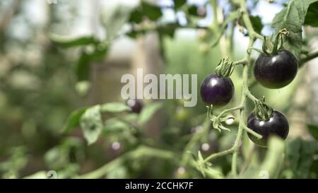Les tomates noires poussent dans une serre. Tomate noire mûrissant sur une vigne en serre Banque D'Images