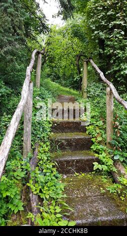 Escaliers sur le sentier de randonnée à travers la forêt Banque D'Images