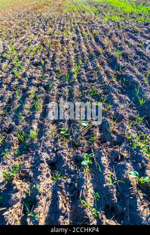 Une photographie des terres agricoles labourées après la récolte. Banque D'Images