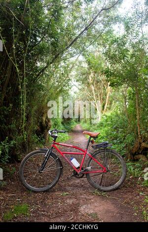 Août 2020 - National cycle Network 3, la promenade des saules à Glastonbury, Somerset, Royaume-Uni Banque D'Images