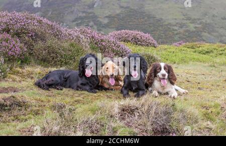 Spaniels Banque D'Images