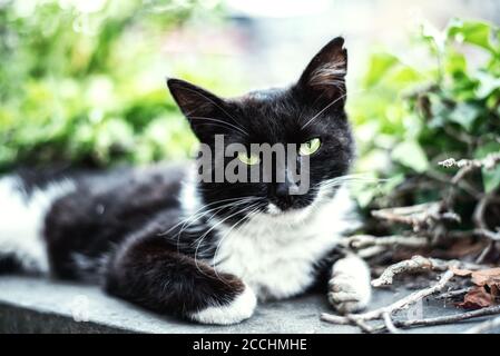 Le portrait de la rue blanc de chat à pois avec vert clair yeux Banque D'Images