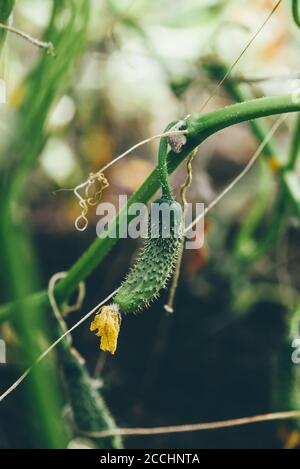 Concombre frais sur la plantation Hothohouse Banque D'Images