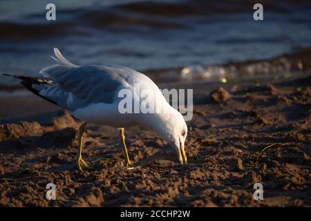 Mouette à bec (Larus delawarensis) à la recherche de nourriture sur la plage du Wisconsin, horizontale Banque D'Images