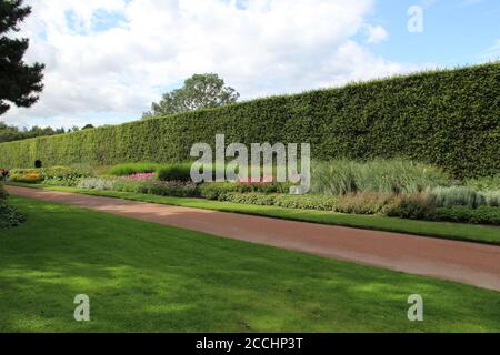 Haie de hêtre au jardin botanique royal d'Édimbourg Banque D'Images